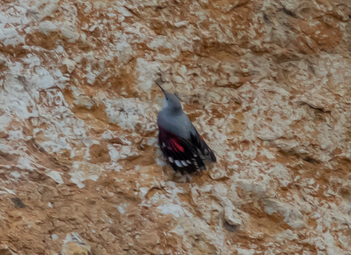 Miniature